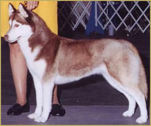 Photo of Trillium Blues Legacy Of Ivana
