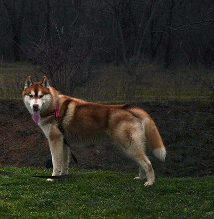 Photo of Image - Ray Shaggy Land