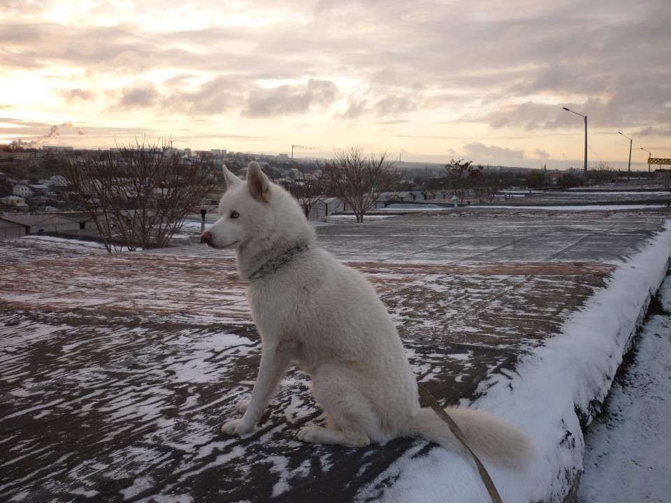 Photo of Adolf Great Winner Spirit-Of-The-North