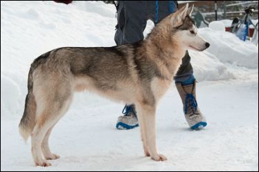 Photo of Snörokks Sid