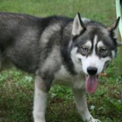 Photo of Yager Tacoma Yukon