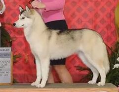 Photo of Apache Run’s Crystal Blue Persuasion