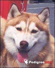 Photo of Kunuk’s Kissing Kopper Kameo