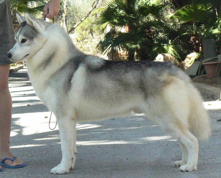 Photo of Nanook’s Blast From The Past