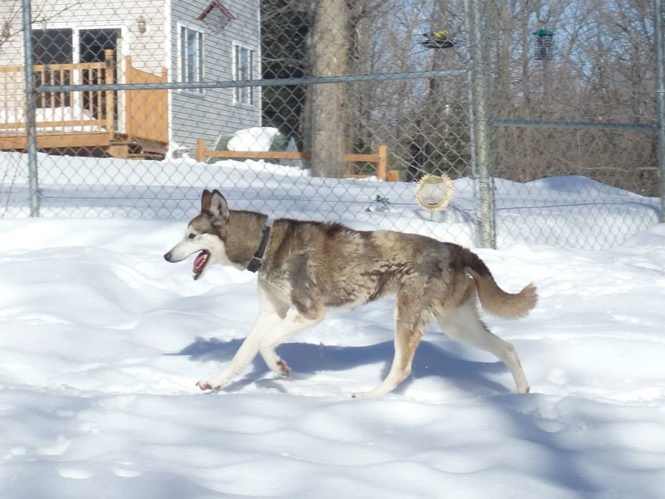 Photo of Lokiboden's Roberta B