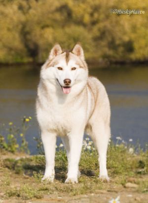 Photo of Husky Haven New Diamond Of Siberia