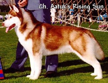 Photo of Aatuk’s Rising Son
