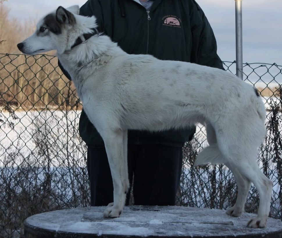Photo of Loufranc’s Spook