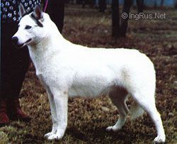Photo of Misyus s Goluboy Zvezdy