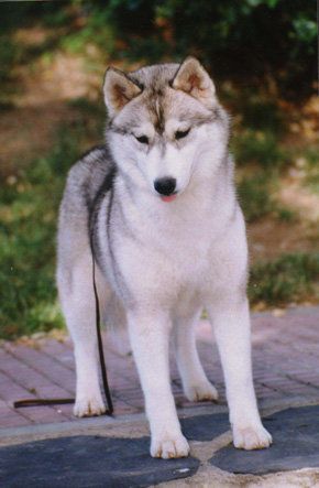 Photo of Dorotty del Gran Lupus