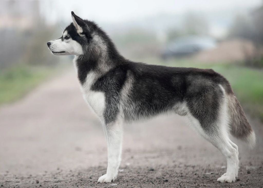 Photo of Olgivan Show Animagus