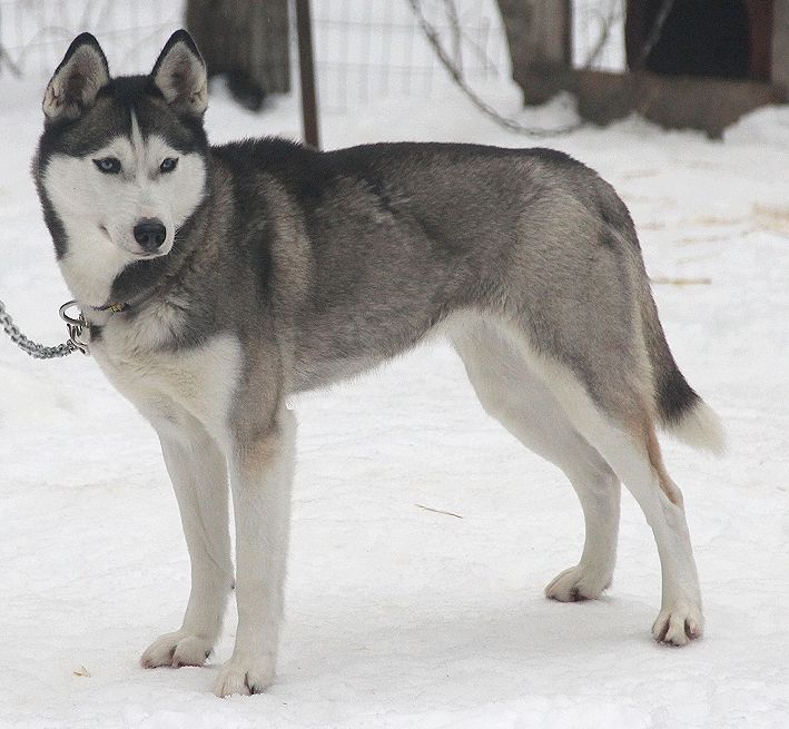 Photo of Kelim's Eleanor