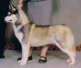 Photo of Shapali’s Wonderous Wookie