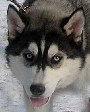 Photo of Varlas Wolfwalker's Heaven Cent