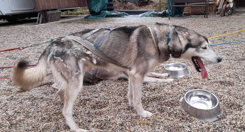 Photo of Chico of Husky Auwinkel