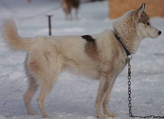 Photo of NorthWapiti's Little Buddy