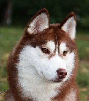 Photo of Husky Haven Indian Secret