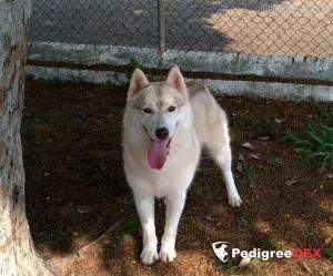 Photo of GHS's Siberians Safira