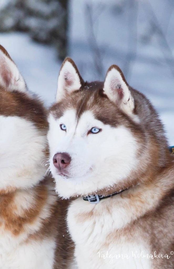 Photo of Golden Wolfie Zarra