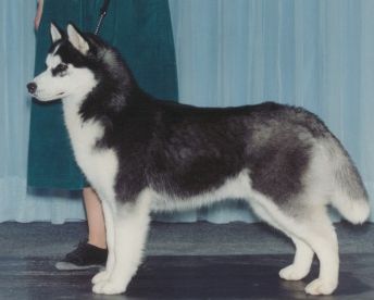 Photo of Wintershadow Ryker O'Bain