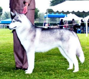 Photo of Karamad’s Cobalt Tikanni