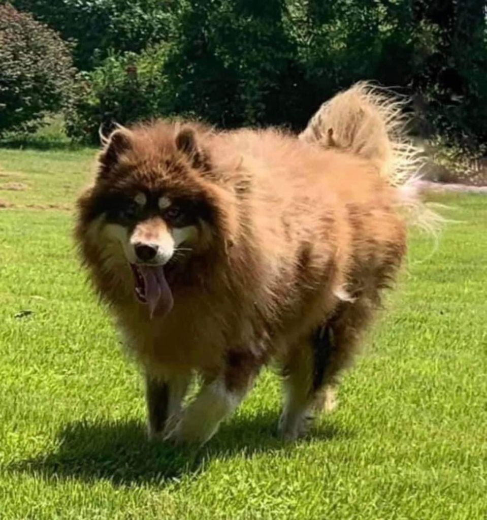 Photo of Wades "Rusty" Bear
