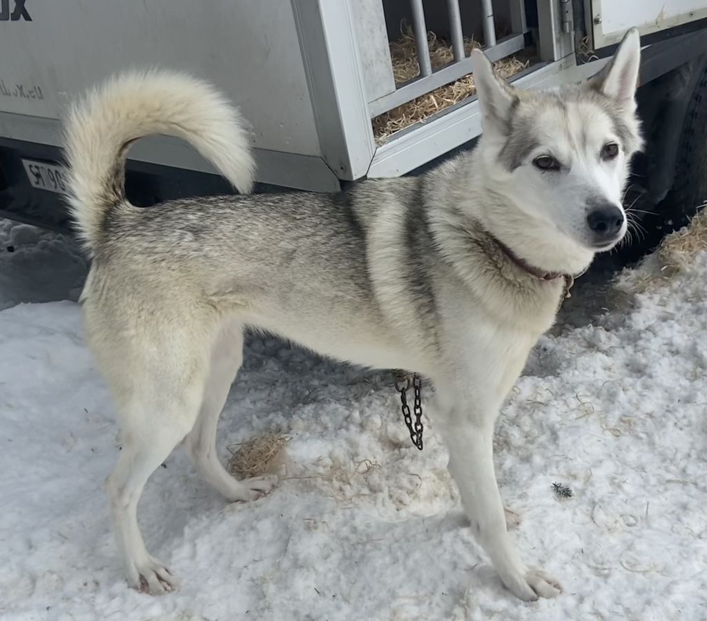 Photo of Æsulv's Mariska