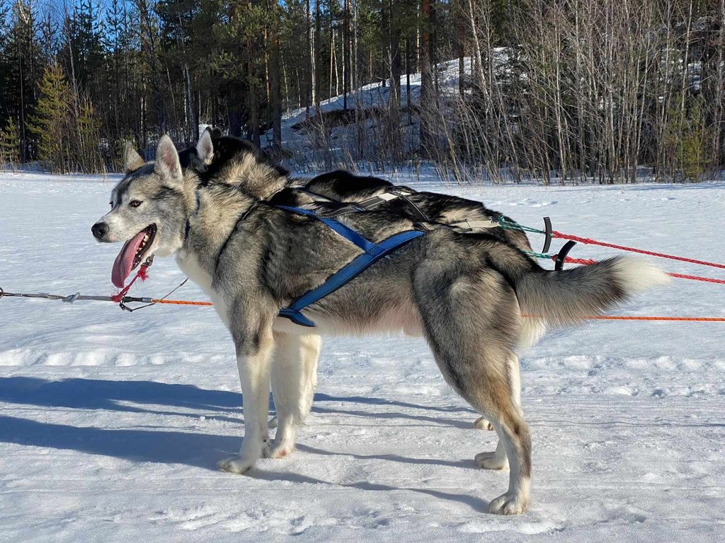 Photo of Indian Tribe Husky's Takeo