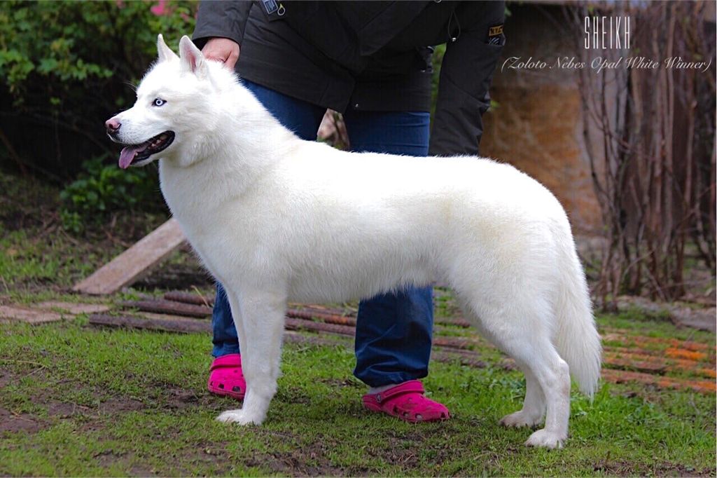 Photo of Zoloto Nebes Opal WHITE WINNER