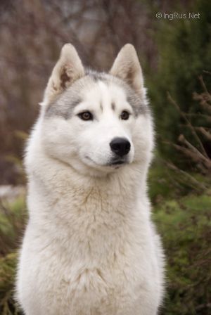 Photo of Husky Haven Pirat’s Friend