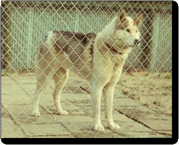 Photo of Alaskan’s White Fox Of Anadyr