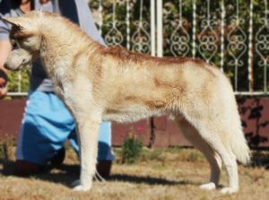 Photo of Willow Siberian Night Star