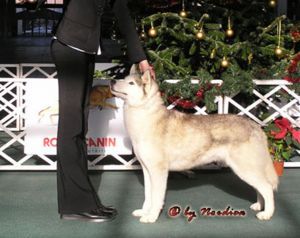 Photo of I See You Iceflower Of Nordica