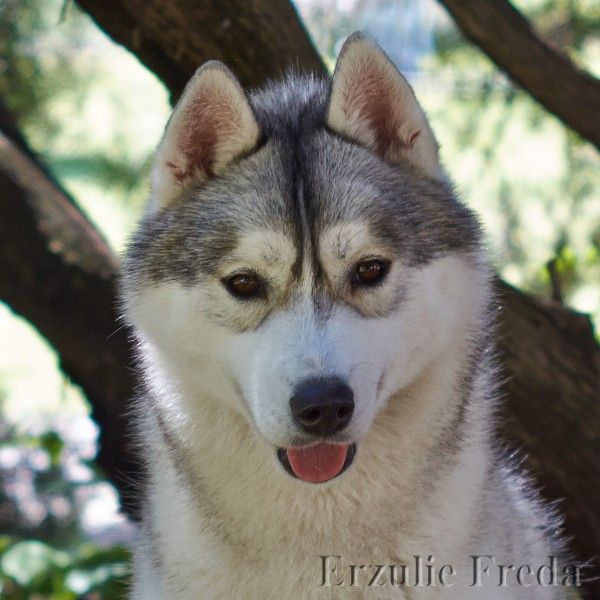 Photo of Erzulie Freda Adventura De Chica