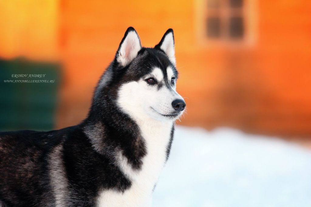 Photo of Husky Haven Blackberry Jam