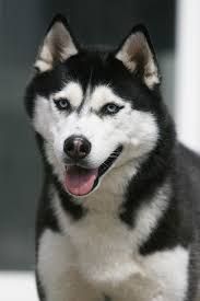Photo of Red East Crystal Eyes