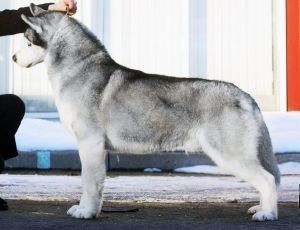 Photo of Arctic Magic Winney