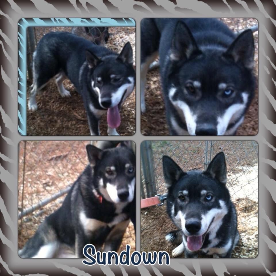 Photo of Copperhead’s Waiting On Sundown