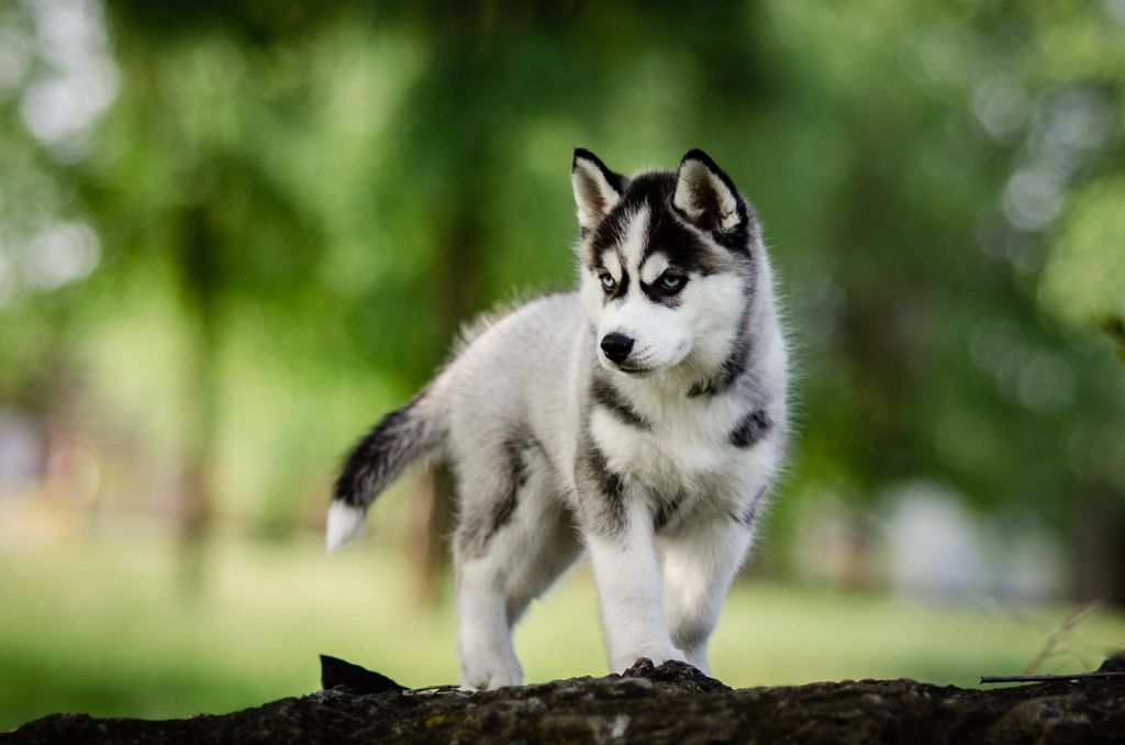 Photo of Wolf Leader Absolute Infinity