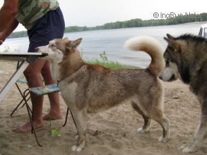 Photo of Zhemchuzhina Rossii Volzhskaya Venera