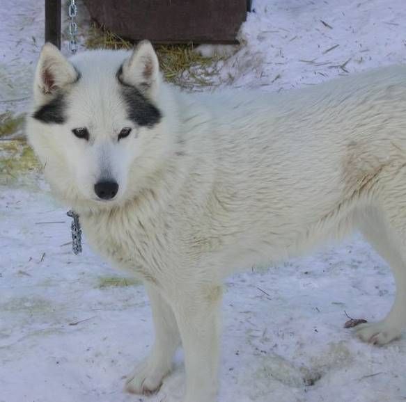 Photo of NorthWapiti’s Mr. Snuffalupagus
