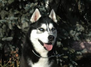 Photo of Arctic Magic Matrix