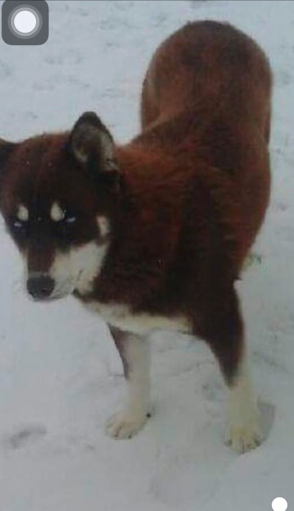 Photo of Indy Red Fury of Tennessee