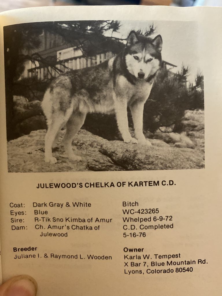 Photo of Julewood’s Chelka of Kartem