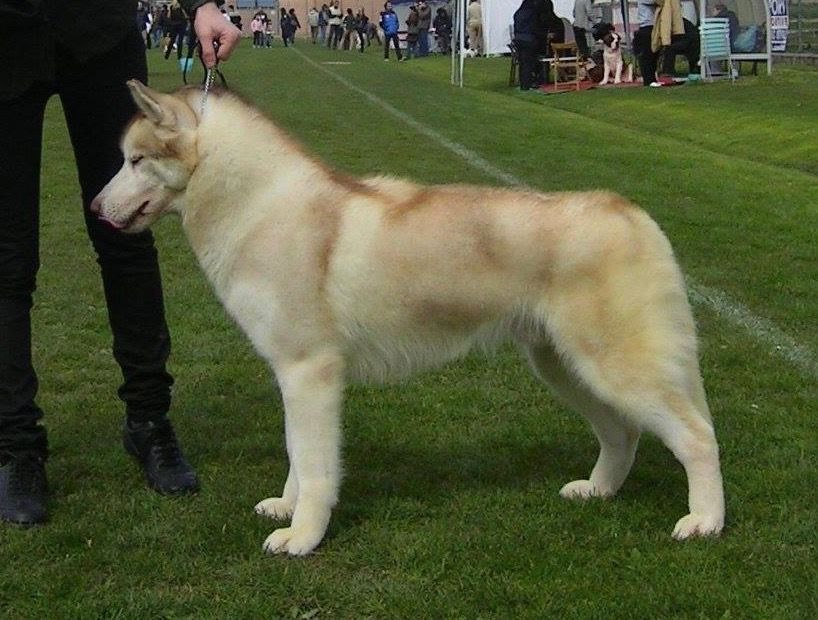 Photo of Keral'ghin's Timberwolf