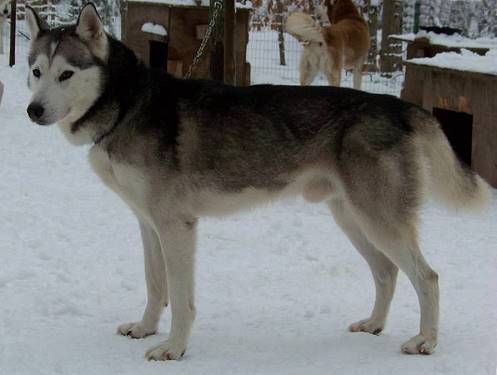 Photo of NorthWapiti’s Skor