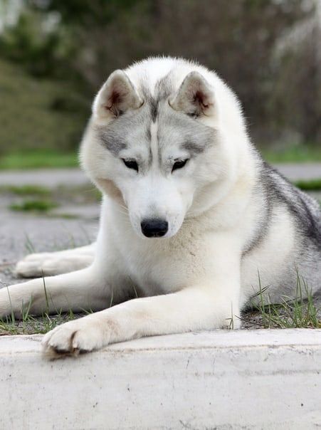 Photo of Astra Brama Princess May