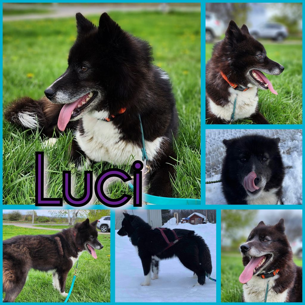Photo of Frosty Timber’s Demon Luci
