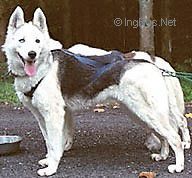 Photo of Wapello Adeenah Of Sassicaia