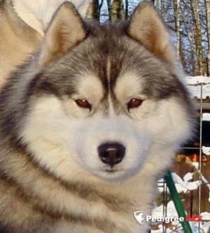 Photo of B-Chum Sazu Of Doghouse Farm